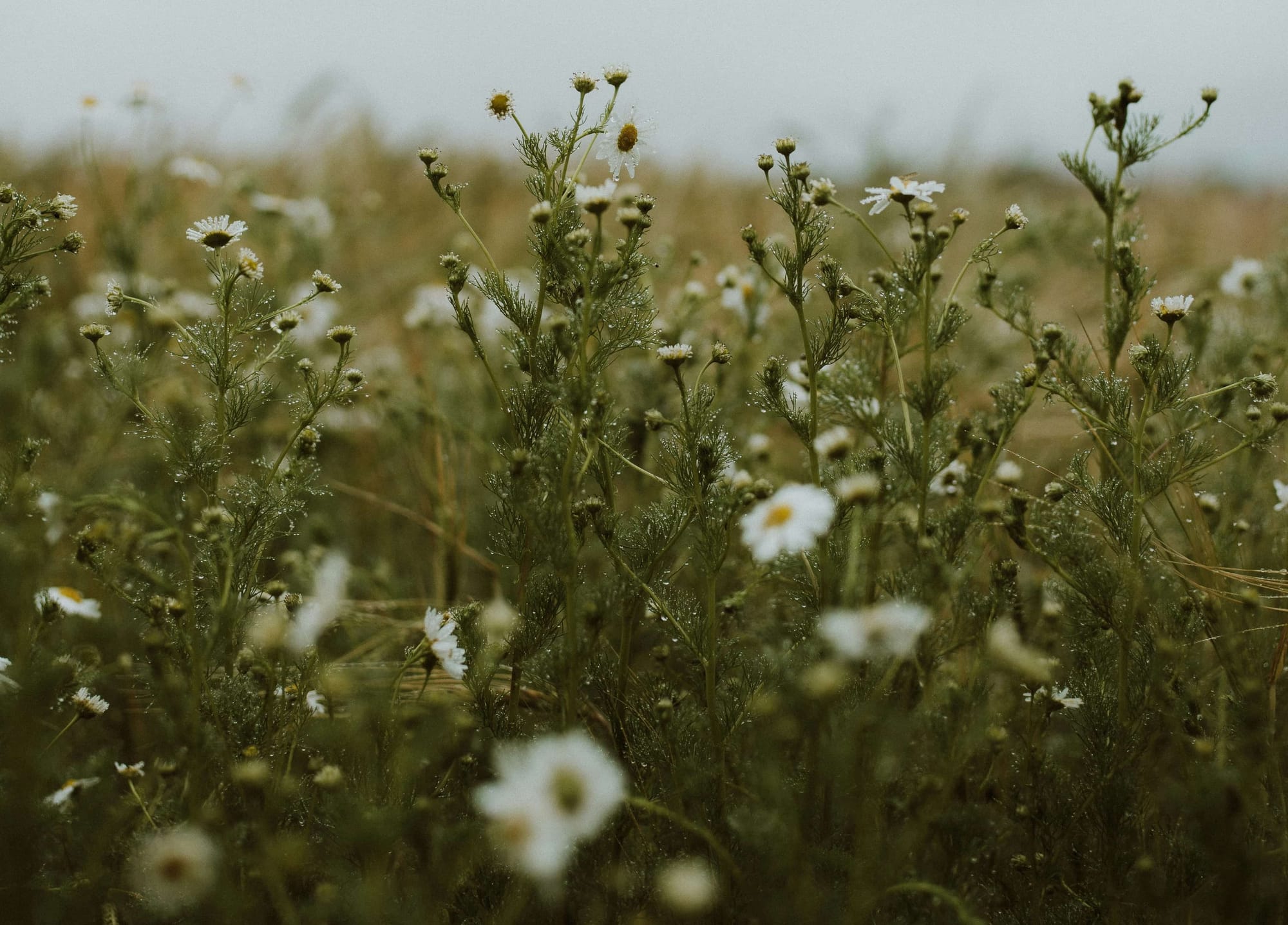 Habits That Support Healing